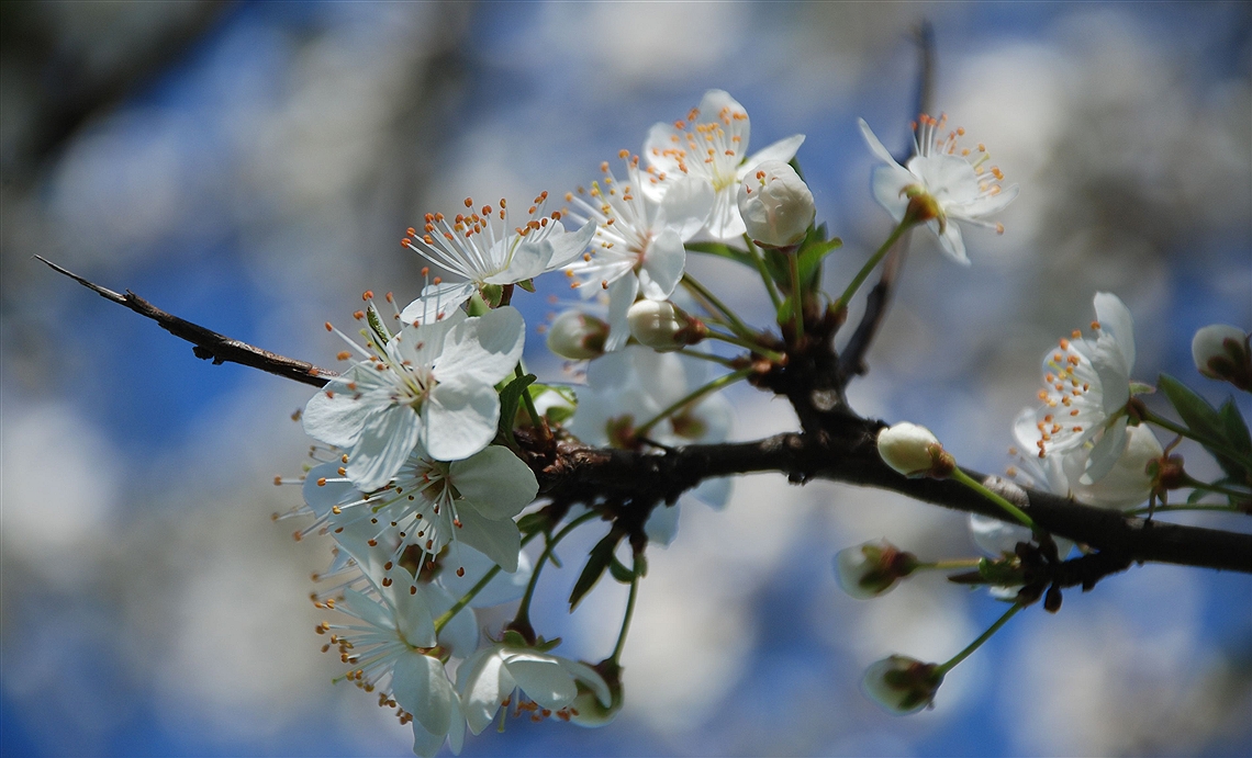Hawthorn Bloom